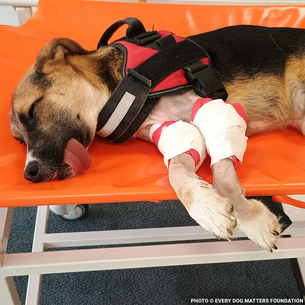 Funded: Harley Needs Knee Surgery to Walk Without Pain