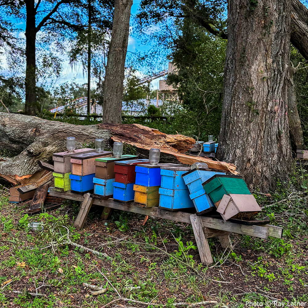 Bees on the Brink: Help Save This Vital Species
