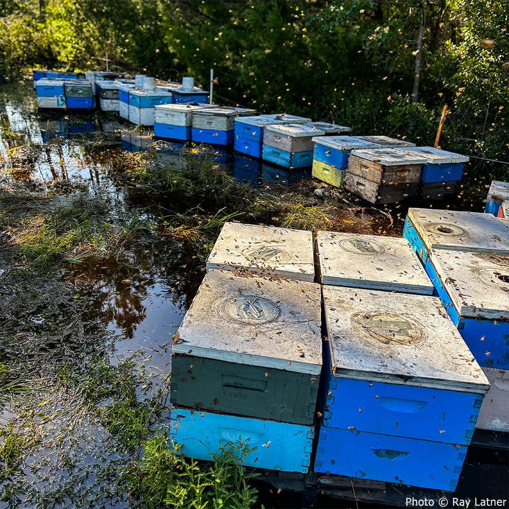 Bees on the Brink: Help Save This Vital Species