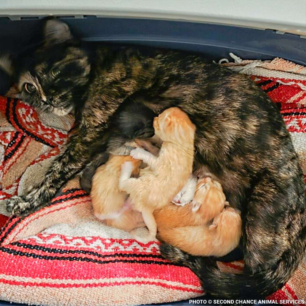 Mama Cat Indi Needs Surgery to Repair Broken Leg