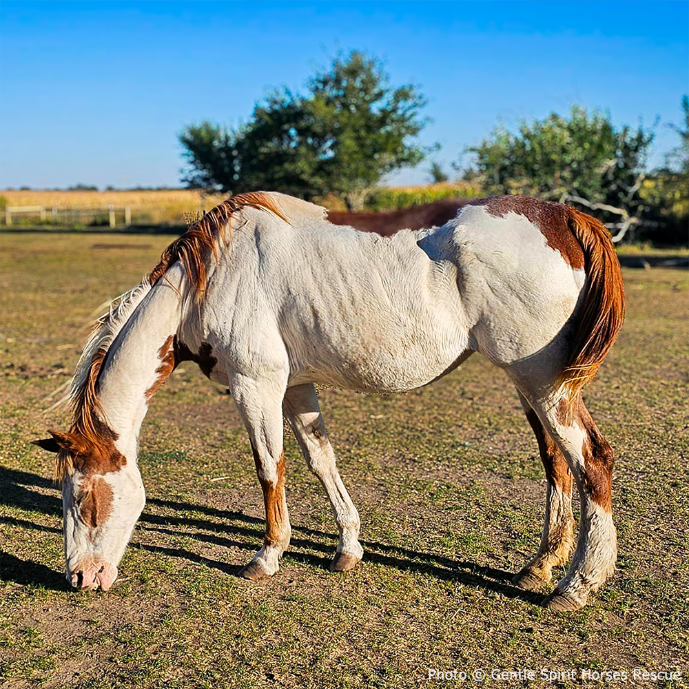 Help Injured and Neglected Horses in Urgent Need of Care