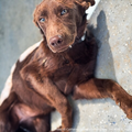 Funded: Injured Puppy Who Survived Deadly Wildfires Needs Leg Amputation to Walk Again