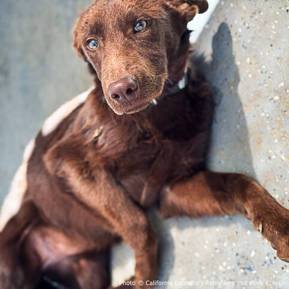 Funded: Injured Puppy Who Survived Deadly Wildfires Needs Leg Amputation to Walk Again