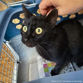 Funded: Help Cat Suffering with Painful Injuries After Being Struck by Car