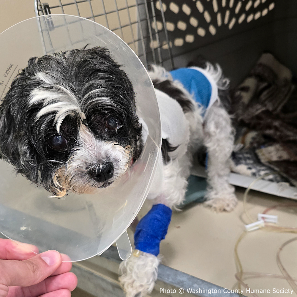 Funded: Lilo is Suffering with Painful Bladder Tear and Needs Life-Saving Procedure