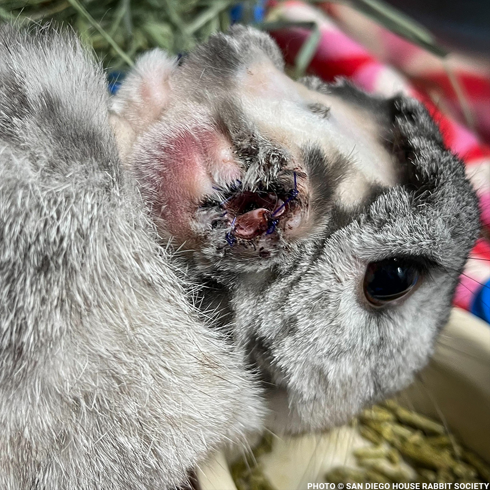 Help Linus the Rabbit Heal After Double Ear Amputation