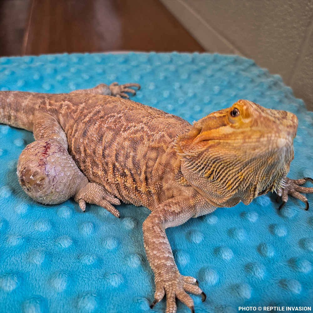 Funded: Lizzie the Lizard Needs Surgery to Remove Large Tumor