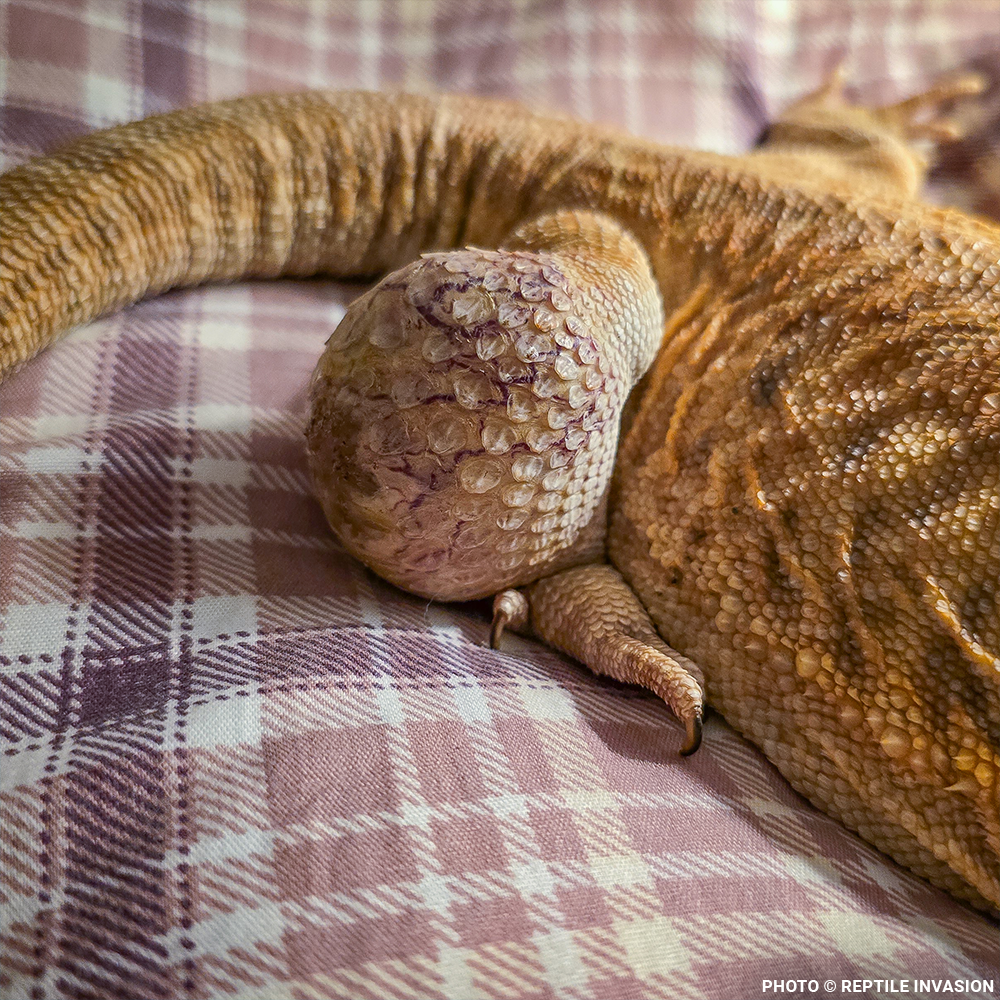 Funded: Lizzie the Lizard Needs Surgery to Remove Large Tumor