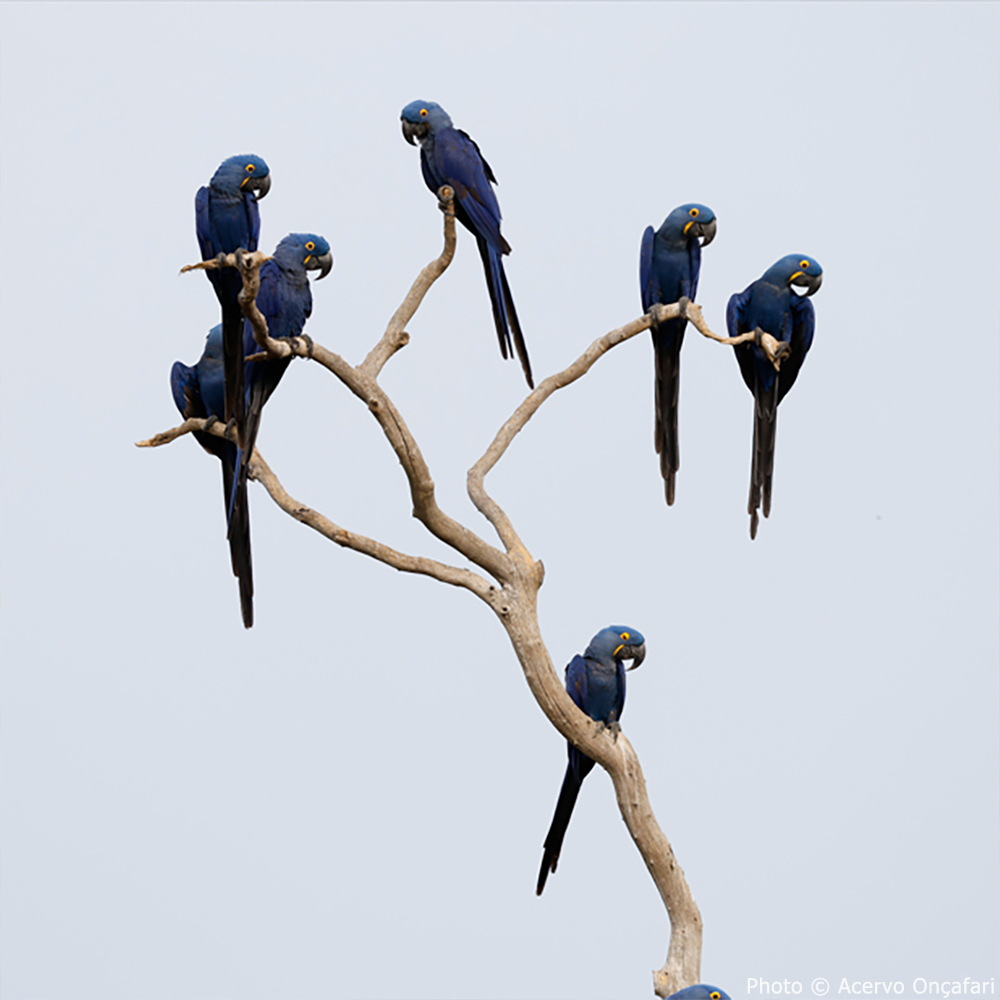 Act Now Before Critically Endangered Species Disappear