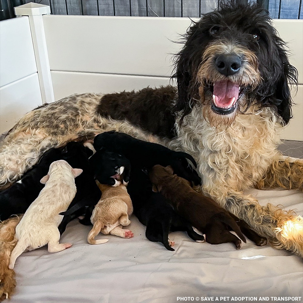 Funded: Help Maggie and Her Litter Through a Medical Emergency