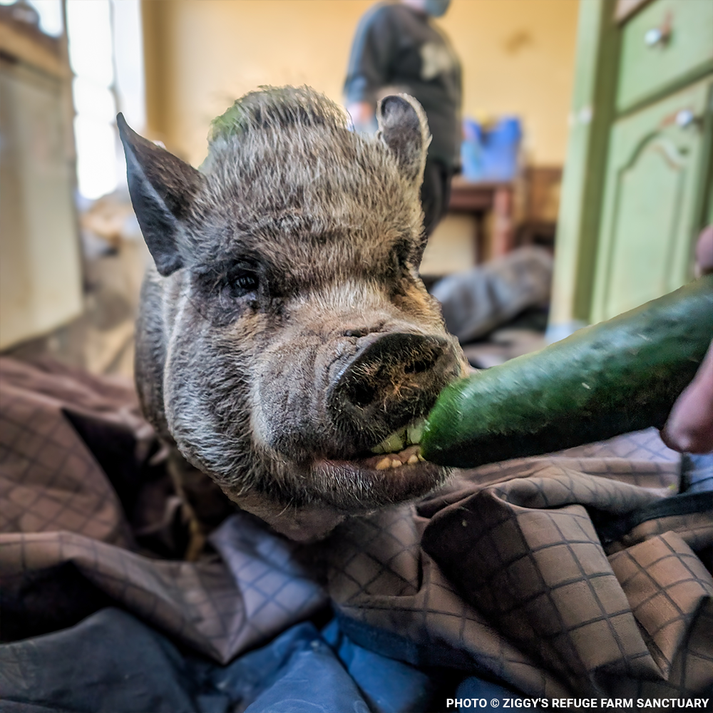 More Than 160 Pigs Rescued From Neglect Need Medical Care