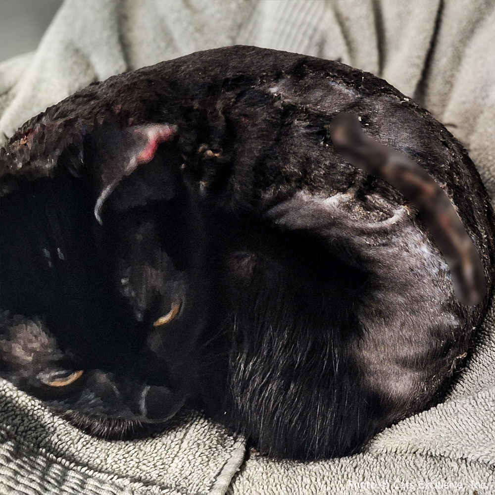 Funded: Abused Cat Covered in Painful Chemical Burns Needs Your Help