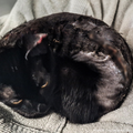Funded: Abused Cat Covered in Painful Chemical Burns Needs Your Help