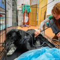 Funded: Help IIona and Tyson Suffering From Life-Threatening Injuries Get Emergency Care