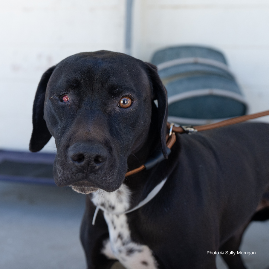 Funded: Help Dog with Missing Eye Trust Again After Being Rescued from Neglect