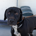 Funded: Help Dog with Missing Eye Trust Again After Being Rescued from Neglect