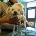 Funded: Emaciated, Matted, and Suffering from Sores, this Rescued Dog Needs Care