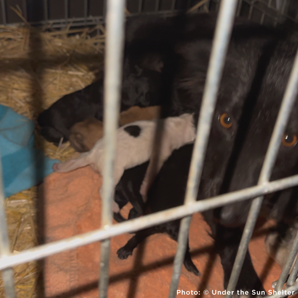 Funded: 36 Newborn Puppies Rescued from War Zone Need Care
