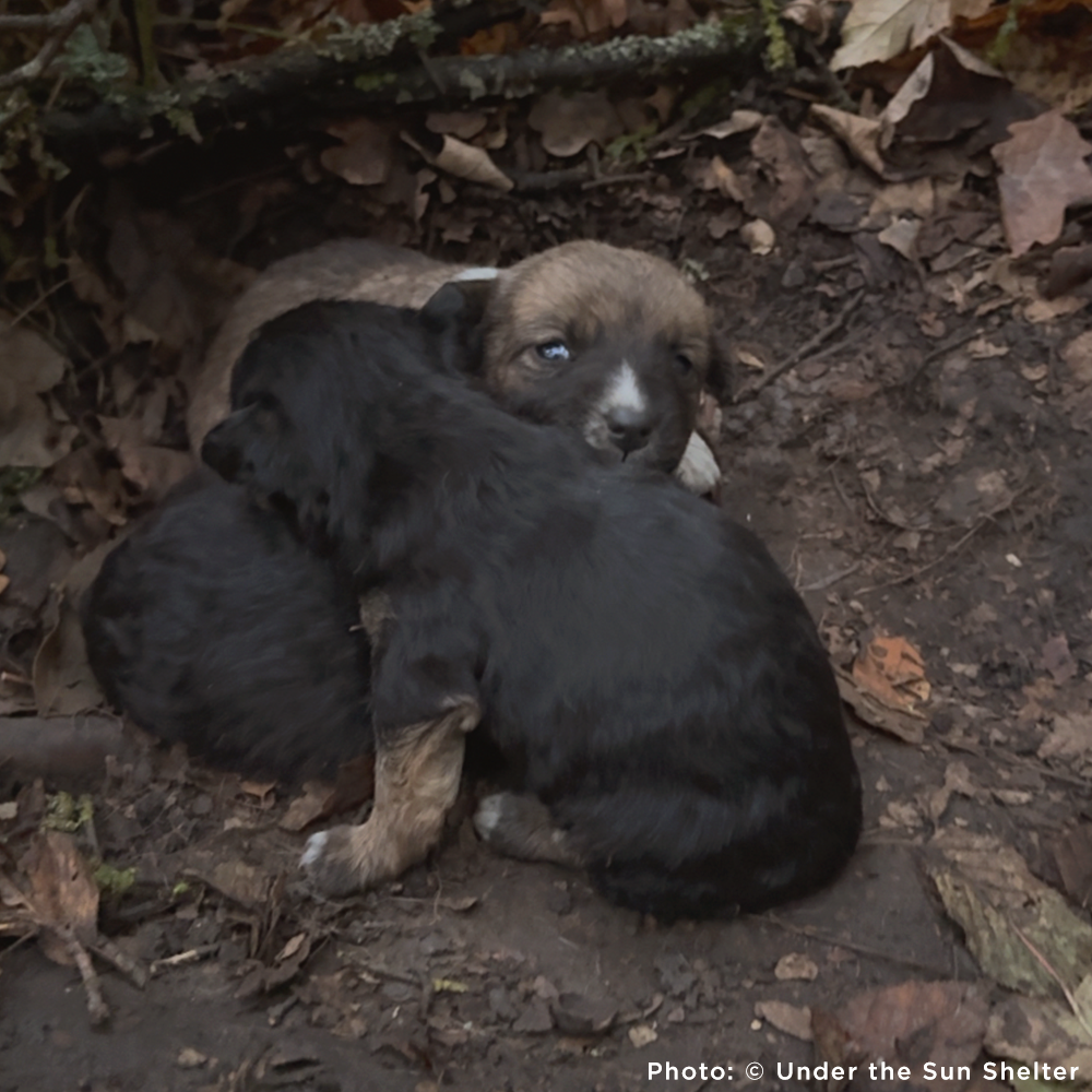 Protect Hundreds of Dogs from the Horrors of War