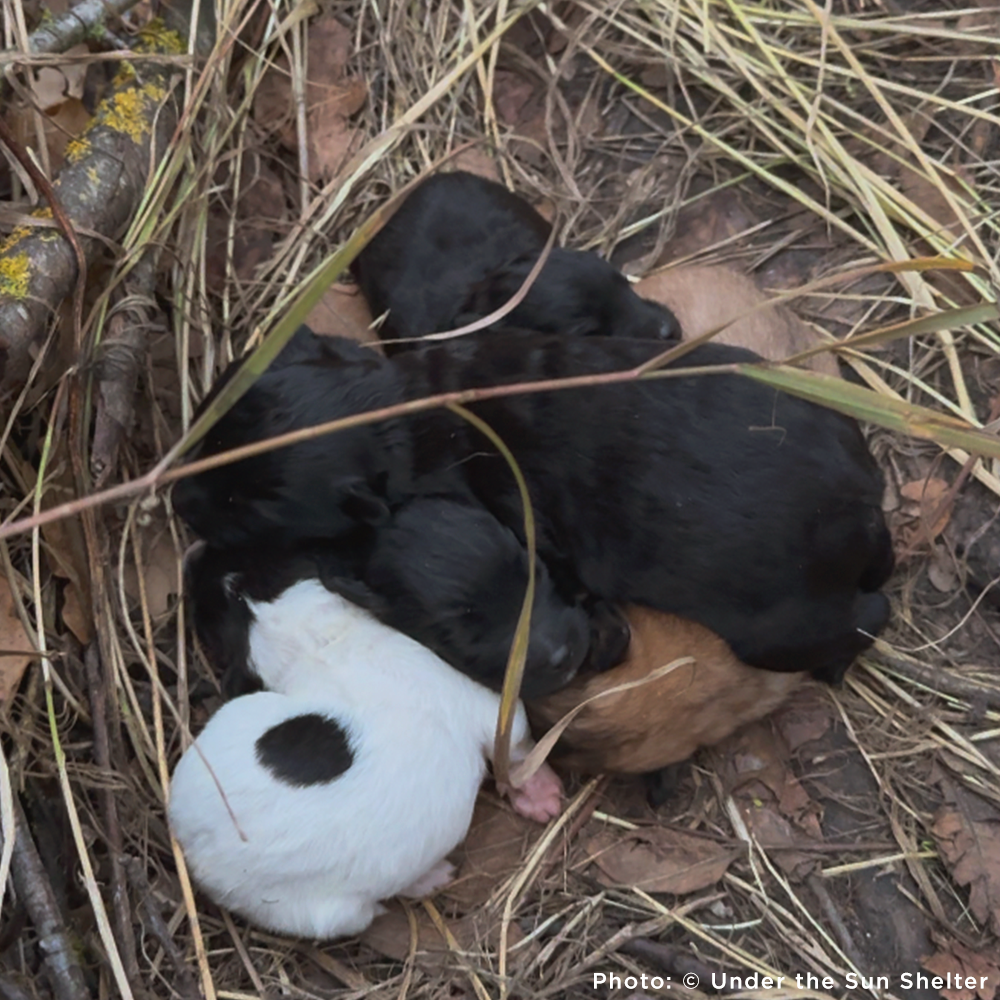 Funded: 36 Newborn Puppies Rescued from War Zone Need Care