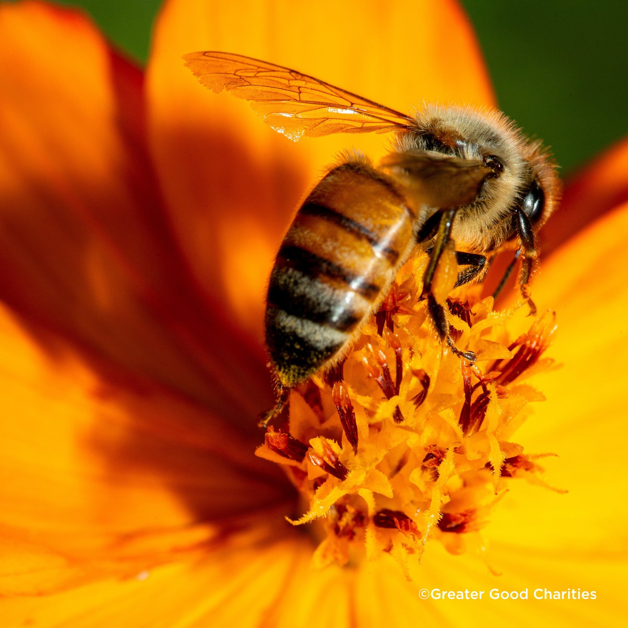 Bees on the Brink: Help Save This Vital Species