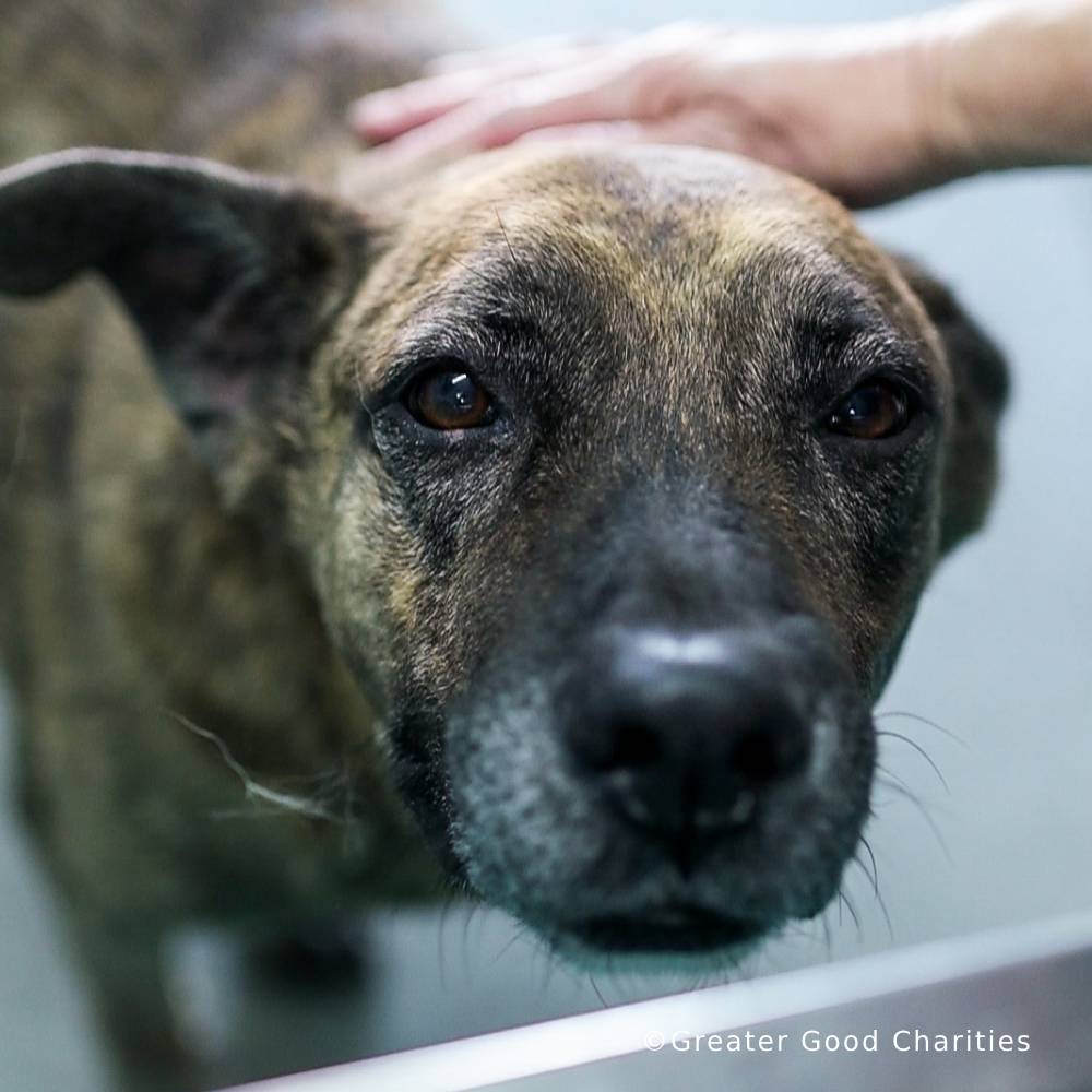 Disaster in the South: Help People and Pet Victims of Wildfires