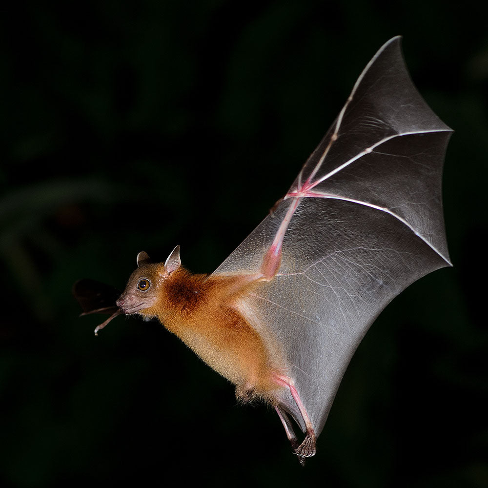 Act Now Before Critically Endangered Species Disappear