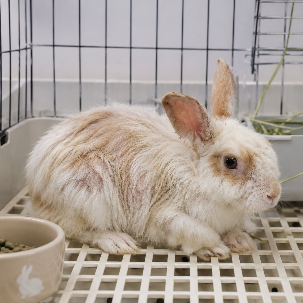 Send Lifesaving Supplies to Rescue Bunnies
