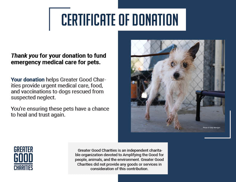 Funded: Terrier Mix Has Been Neglected For A Long Time: Help Cover His Care