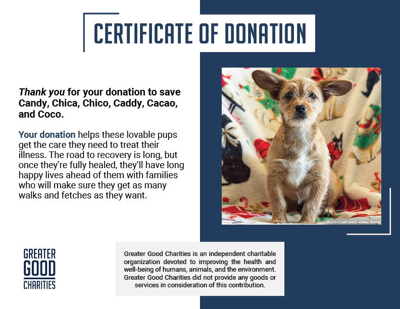 Funded: Parvo-Stricken Litter Needs Support to Recover