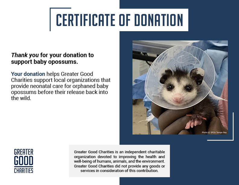 Provide Warmth to Orphaned Baby Opossums