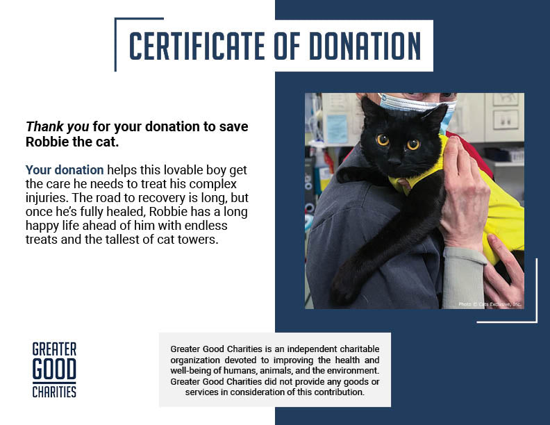 Funded: Abused Cat Covered in Painful Chemical Burns Needs Your Help