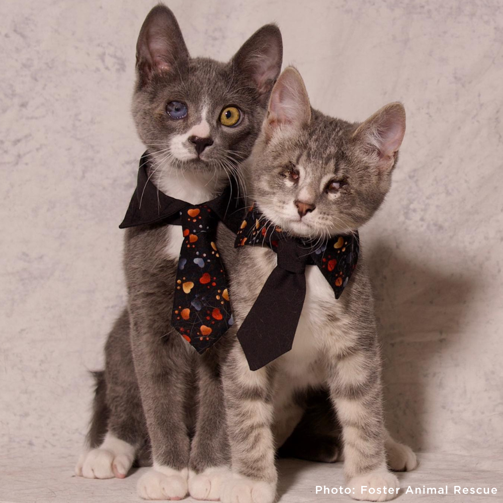 Seeing-Eye Cat James Suffering with Painful Blind Eye Needs a Chance to Heal