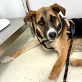 Funded: Harley Needs Knee Surgery to Walk Without Pain