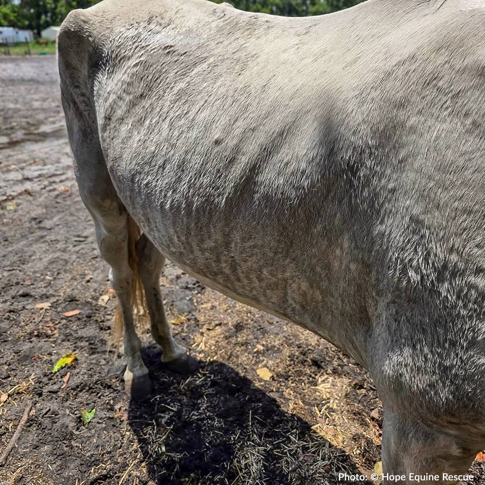 Funded: Help Emaciated Horses Heal from Severe Neglect