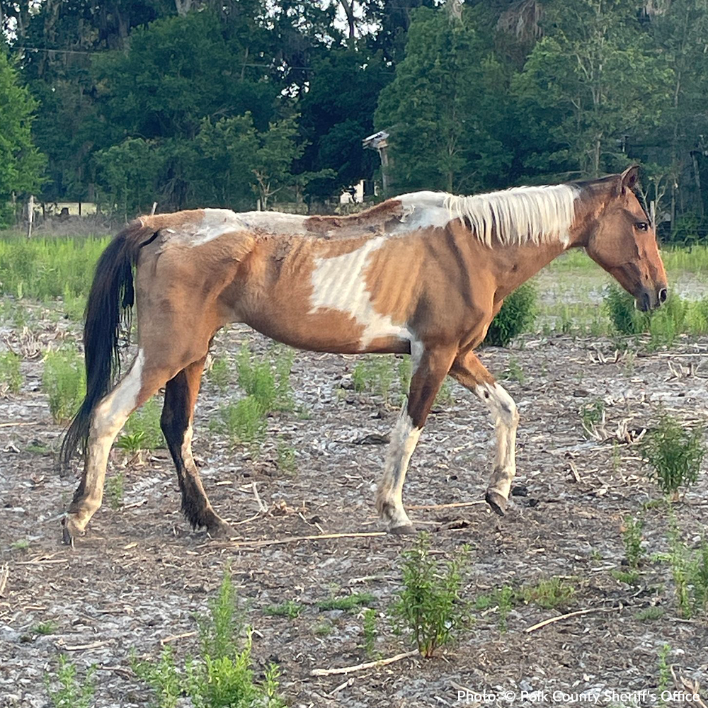 Help Injured and Neglected Horses in Urgent Need of Care