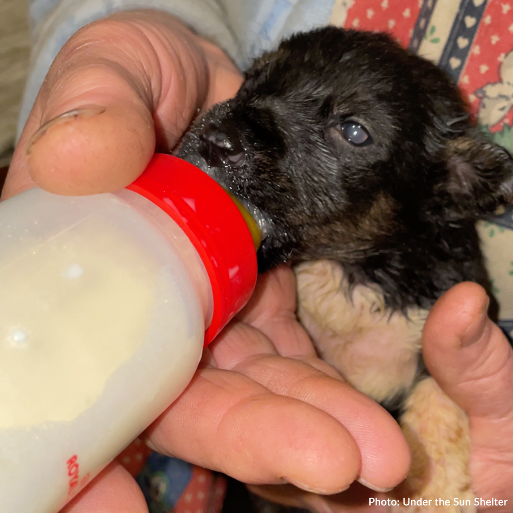 Funded: Save Abandoned Newborn Puppies Fighting for Their Lives in Ukraine