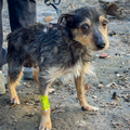 Funded: Dog Rescued from Frontlines Suffering from Parvo Needs Your Support to Survive