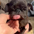 Funded: Care for Neglected Senior Pug Rescued from Horrifying Breeding Farm