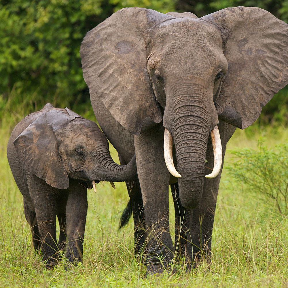 Act Now Before Critically Endangered Species Disappear