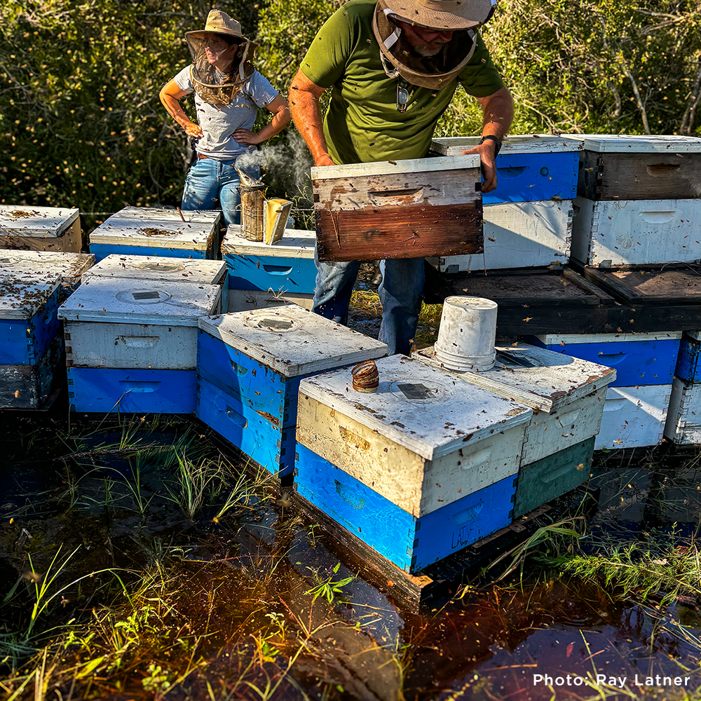 Bees on the Brink: Help Save This Vital Species