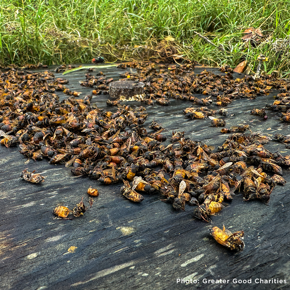 Bees on the Brink: Help Save This Vital Species