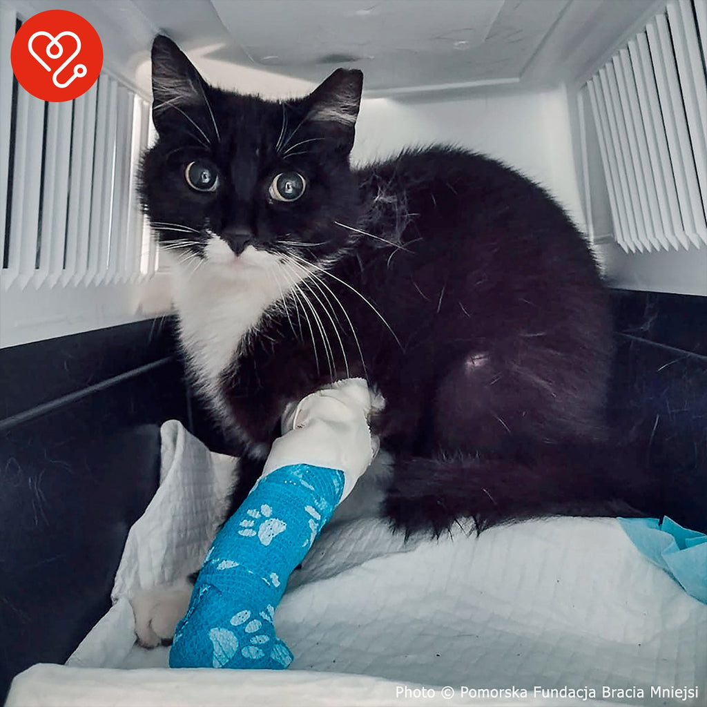 Funded: Help Save Cat Who Was Shot and Found Lying on Side of Road