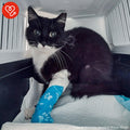 Funded: Help Save Cat Who Was Shot and Found Lying on Side of Road