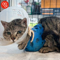 Funded: Give Cat With Crushed Front Legs Second Chance He Deserves