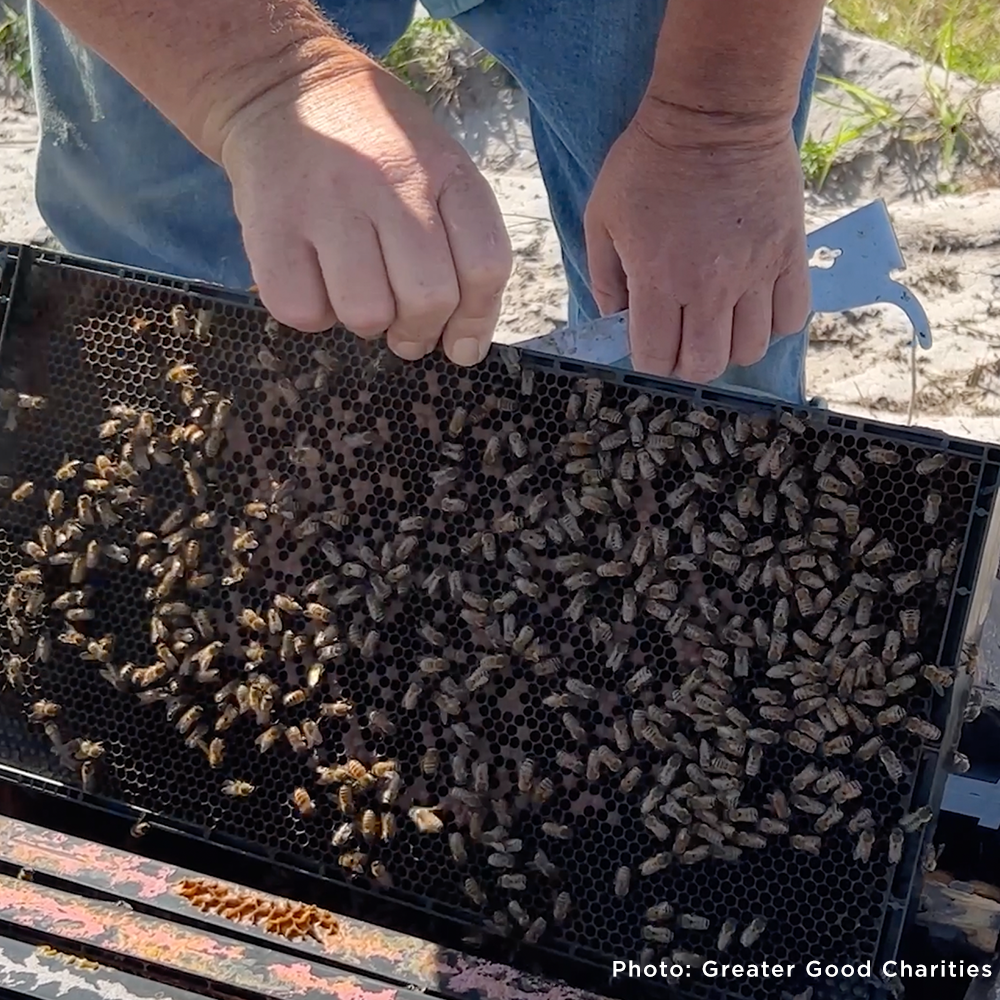 Bees on the Brink: Help Save This Vital Species
