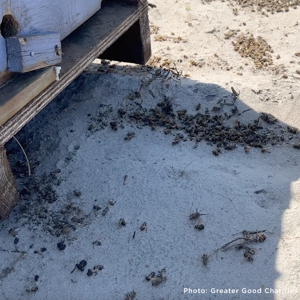 Bees on the Brink: Help Save This Vital Species