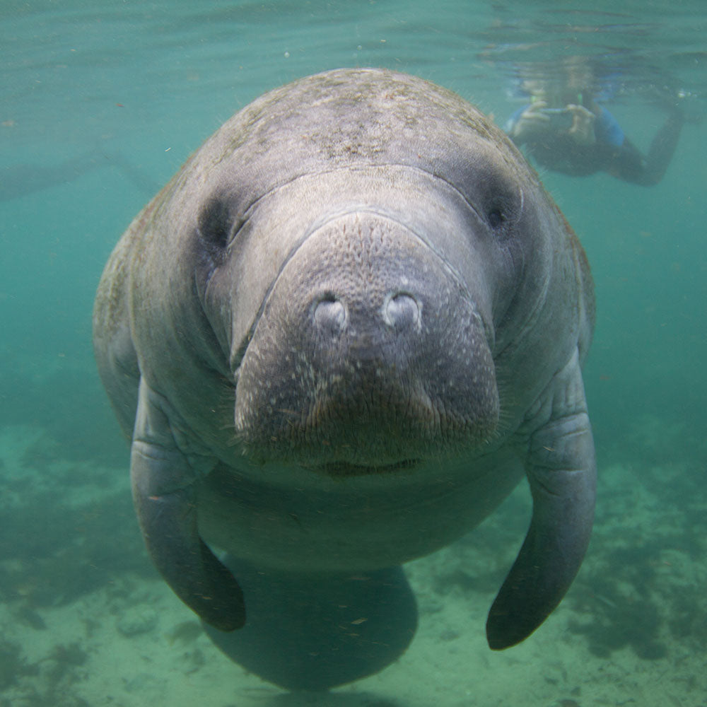 Act Now Before Critically Endangered Species Disappear