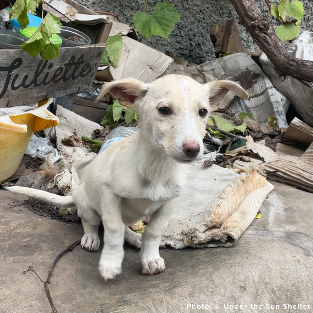 Protect Hundreds of Dogs from the Horrors of War
