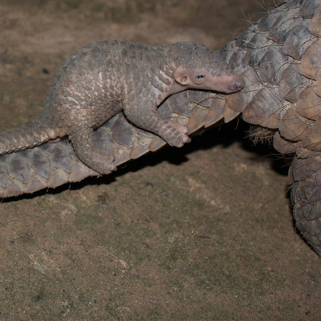 Act Now Before Critically Endangered Species Disappear